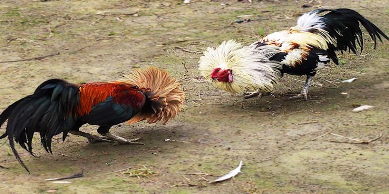 SV368 Đá Gà - Sân Chơi Cá Cược Giải Trí Dành Cho Mọi Kê Sư 1 Giới thiệu chung về SV368 Đá Gà